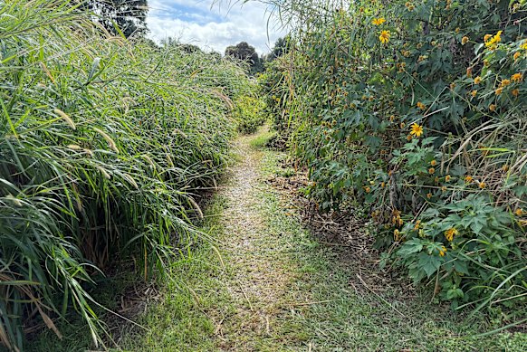 A dramatic example of a desire path in Stafford, created by walkers. 