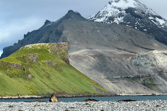 Grasses and moss – pictured here on Heard Island – grow naturally across sub-Antarctic islands and parts of the continent, but there’s evidence grass populations are expanding under climate change.