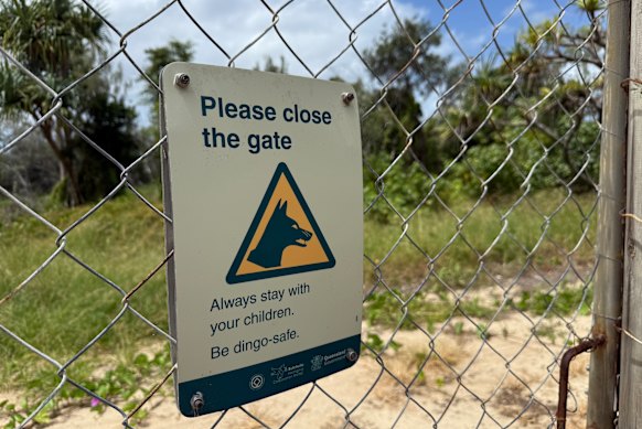 O maior hotel de K'gari, Kingfisher Resort, é cercado por uma cerca à prova de dingo. É o único resort da ilha que não necessita de veículo 4x4 para acesso, o que o torna um destino popular para visitantes de primeira viagem e famílias.