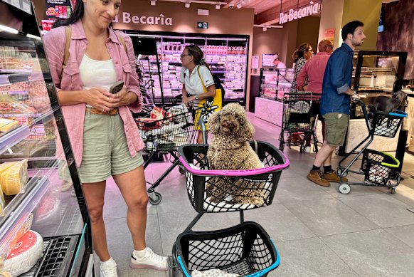 While I marvelled at the prosciutto, a dog was sitting in a trolley next to me.