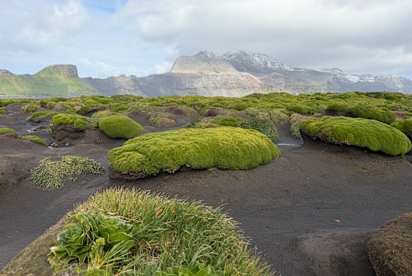 Grasses and moss growing on Heard Island.