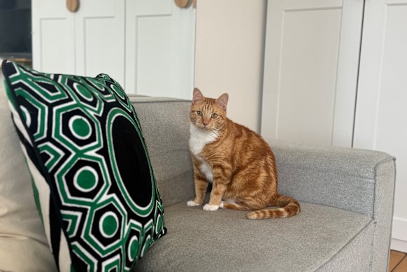 Christopher Harris’ cat, Hercules