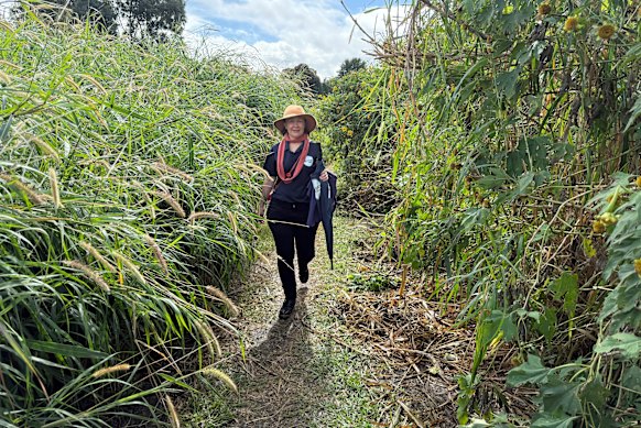 Anna Campbell takes the desire path alongside Kedron Brook towards Q Roasters.