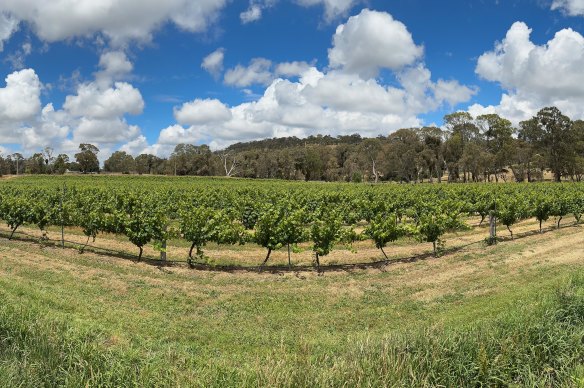 A day at the vineyards.