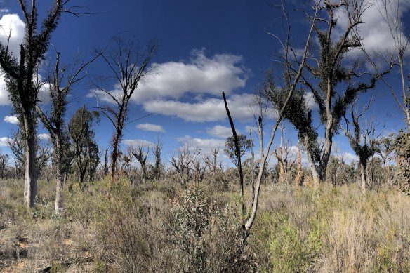 Scribbly gum trees in the Pilliga Forest in north-western NSW look like they are re-sprouting after a fire - but there hasn't been one in that area.