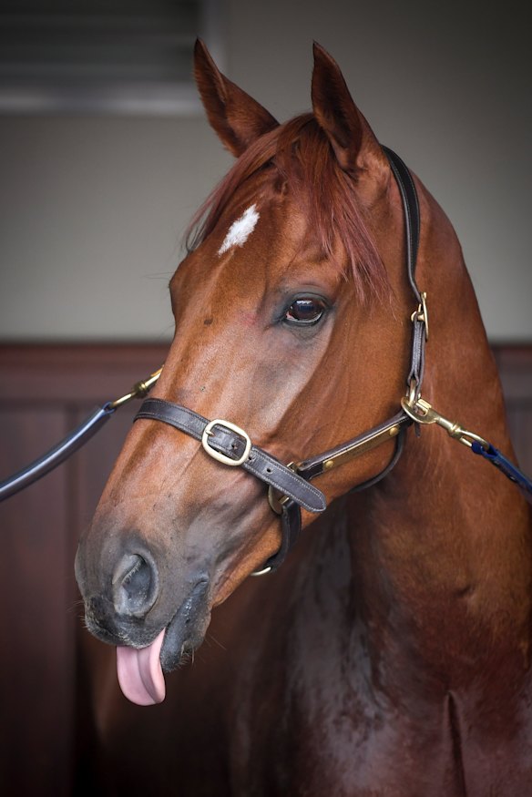 Character: Melbourne Cup winner Vow And Declare has plenty of it. 