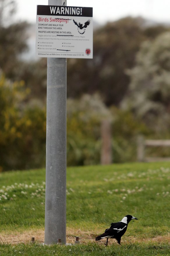 A sign warning of swooping magpies near the scene of the tragedy at Woonona. 