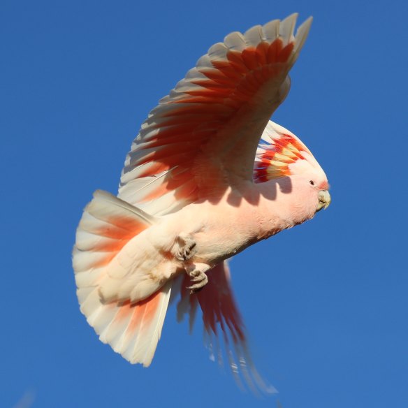 The pink cockatoo