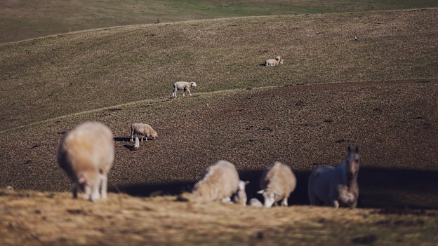 Darren Holmberg’s farm in Dunrobin in Victoria’s Western District.