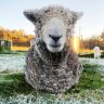 Monty the ram shrugs off ba-ba-backyard frost on chilly Queensland morning