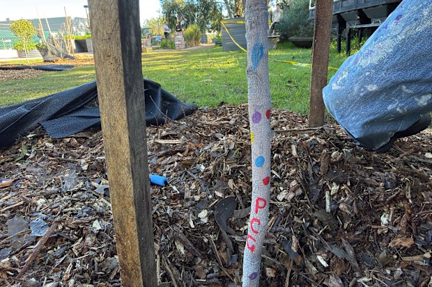 Members of Padbury Community Garden have taken to painting the trunks of their trees in a desperate big to prevent theft.