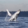 A humpback whale breaching in Sydney Harbour in a previous year.
