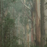 New money for transition from old-growth logging in Victoria
