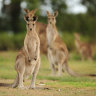 Teen charged after dead roos discovered