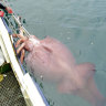 Colossal squid.