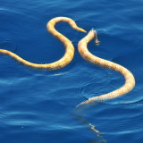Short-nosed sea snakes, pictured here courting, were formerly thought extinct before being rediscovered at Ningaloo and subsequently found in Exmouth Gulf. 