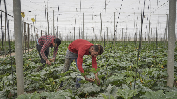 Migrants work in one of the many  greenhouses in El Ejido, Spain. The town returned a 30 per cent vote for the far-right party Vox in municipal elections. 