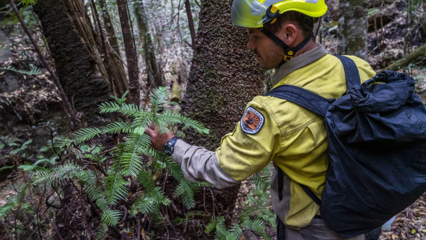 A NSW National Parks and Wildlife Service firefighter amid some of the Wollemi pines he helped save. 