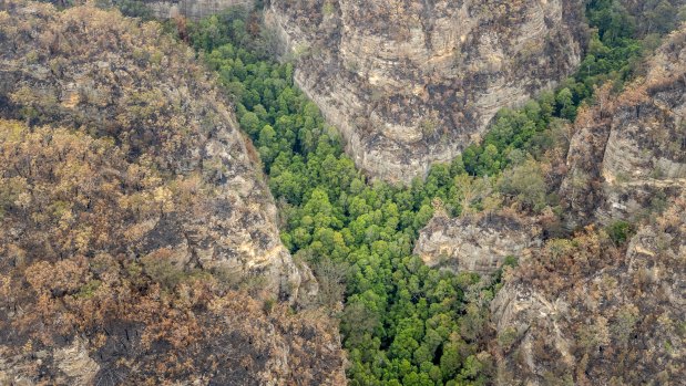 Spared from bushfires: firefighters preserved the original habitat of the 'dinosaur' Wollemi Pines. 