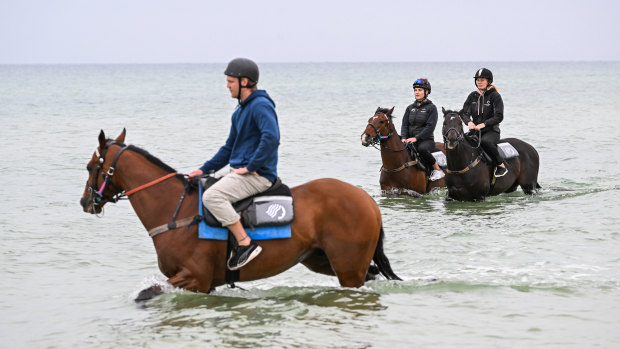 Ashrun at the beach before last year’s Melbourne Cup, whch is part of his tendon rehabilitation. 