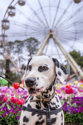 Dogs' Day Out at Floriade will be on Sunday, October 14 with a super hero dress-up theme.