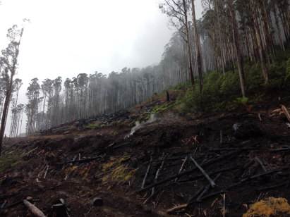 Logging in Snobs Creek, in the Rubicon State Forest north-east of Melbourne, conducted by VicForests in 2021.