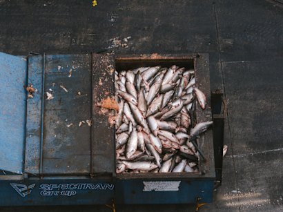 More than 1 million salmon died in a “mass mortality” event this summer.