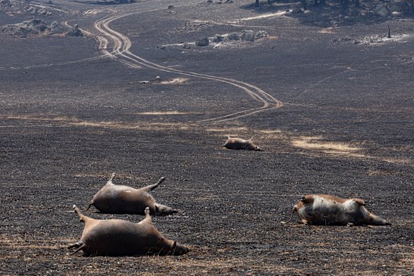 Cattle killed by bushfire near Terip Terip in central Victoria in January 2026.