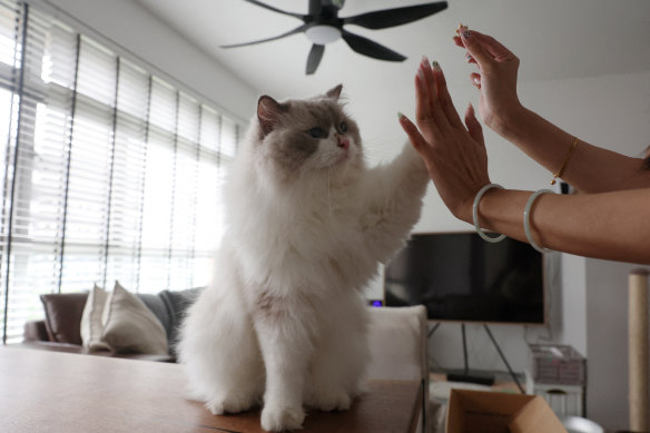 Hight-Five: Owner Sunny gives Mooncake a treat in her flat in Singapore.