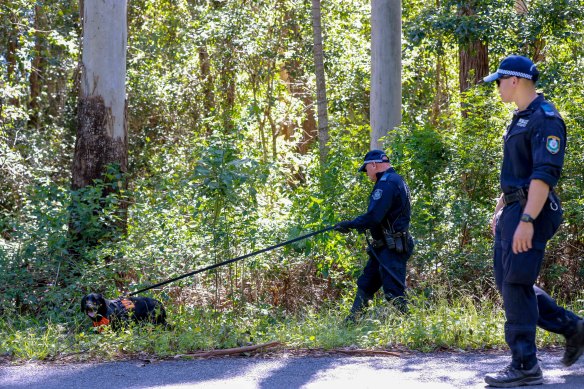 Police search dense bushland for missing boy William Tyrrell with cadaver dog Tilly on Monday.