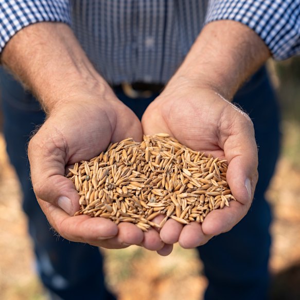 A handful of Maynard’s wheat.