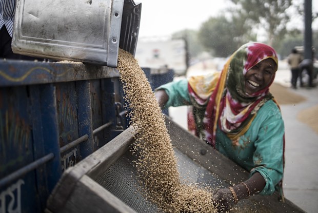 Full-blown global food crisis averted through co-operation