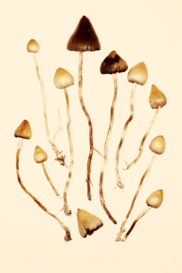 Psilocybin Trial The Melbourne Study Aiming To Help Depressed