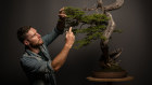 Bonsai expert Hugh Grant at his Mount Victoria workshop. 