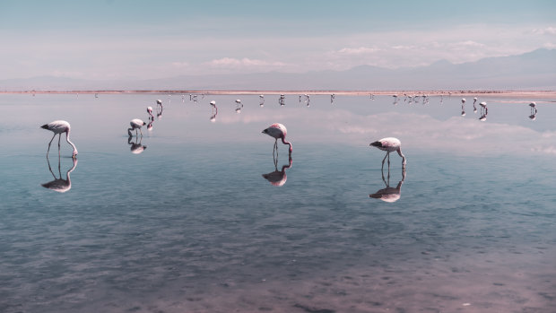 Desert flamingos in sunset lagoons: Chile’s new kind of wonderful