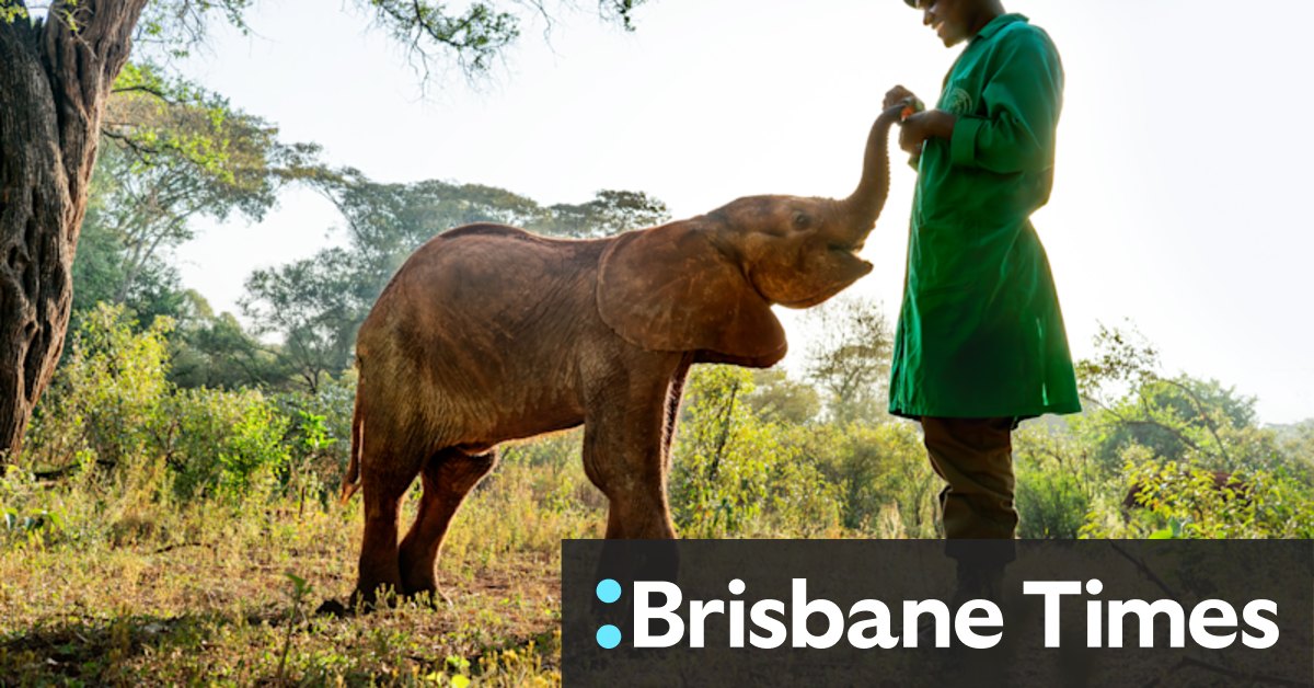 Scientists reveal why African elephants' faces are so expressive - Vimarsana News