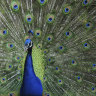 Why are there peacocks roaming the streets of Canberra?