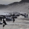 Hundreds of pilot whales beached in Tasmania, half feared dead