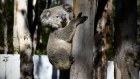 Koalas are listed as endangered in NSW, the ACT and Queensland.