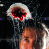 Jellyfish exhibition at Sea Life Melbourne Aquarium