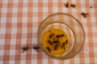 Mallacoota is being plagued by wasps. These insects drowned in a glass of juice on Monday.