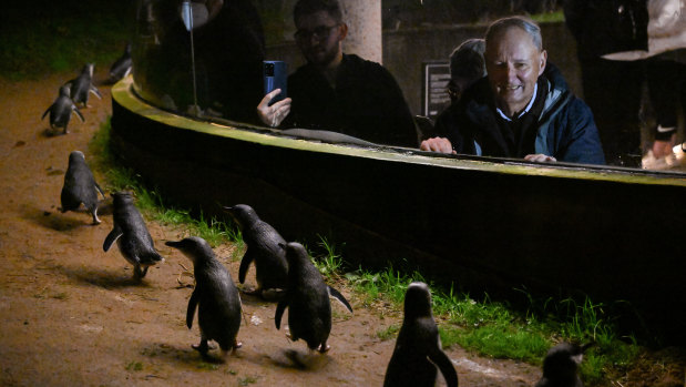 Peter Dann watches the penguins from behind glass.