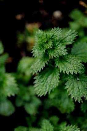 Stinging nettles can be eaten, or steeped in water to make a liquid fertiliser.