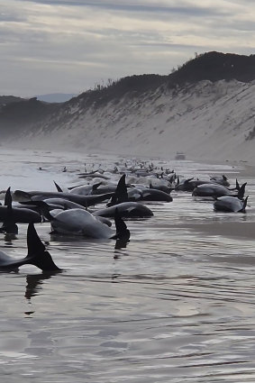 Whales stranded at Macquarie Harbour
in Strahan, Tasmania.