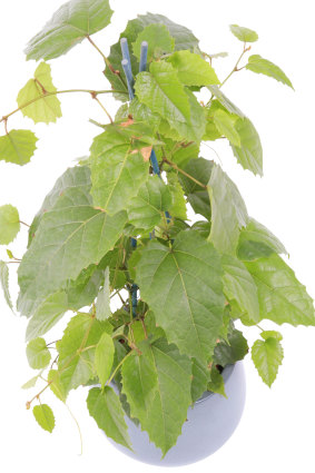 Georgiadis says the Australian native kangaroo vine makes a good indoor plant.