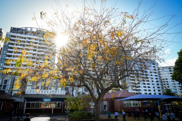 Footscray’s Friendship Tree. 