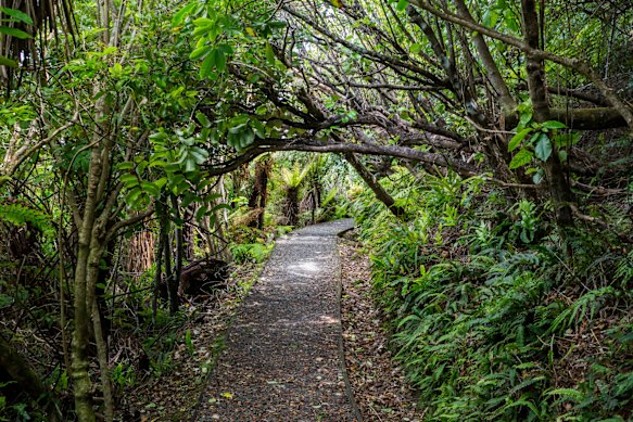 Passengers can choose to visit the Golden Bay nature trail on Stewart Island.