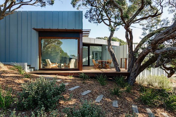 Architect Ande Bunbury designed this extension around an existing mature tree. 