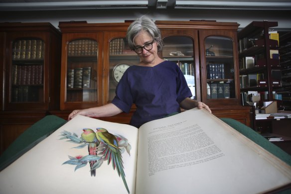 Australian Museum’s archivist Dr Vanessa Finney surveys the text and illustration of a Prince Parrot in an 1840s John Gould volume of ‘Birds of Australia’.