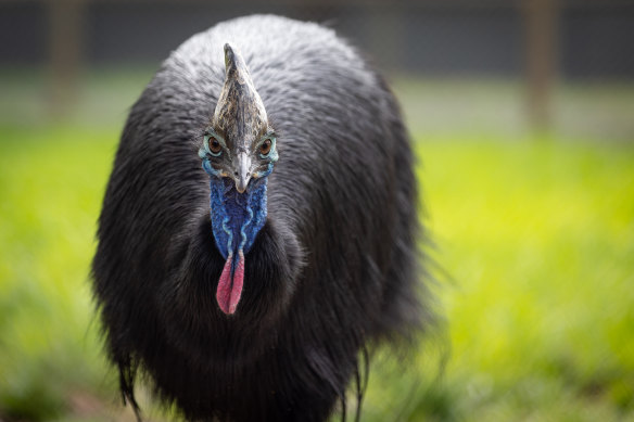 Park resident Adelaide ... cassowaries have a fierce reputation.